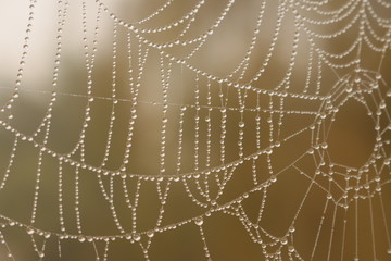  Water drops trapped in spider web