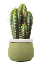  Cactus In A Vase