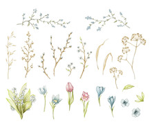 Big Set With Spring Flowers, Leaves, Greens, Dry Herbs, Willow Branches And Twigs Isolated On White Background. Watercolor Hand Drawn Illustration