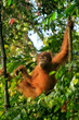 Young Sumatran orangutan sitting on trees in Gunung Leuser National Park, Sumatra, Indonesia