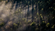 Pine Trees Cut Lines In The Morning Fog