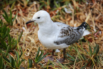 Poster - Juvenile Red-billed gull at Taiaroa Head, Otago Peninsula, New Zealand