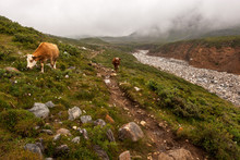 Two Cows Go Along The Trail In The Mountains. A Stone River With No Water Nearby. A Lot Of Stones On The Ground And Green Grass. Thick Fog. Horizontal.