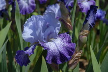 Tall Bearded Iris, Splashacata