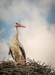 White Stork - Ciconia Ciconia - Sitting In The Nest Closeup