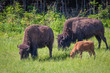 One Big Happy American Buffalo Family - Bison Bison