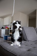 © Tanya - Tuxedo cat playing with string