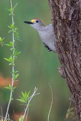 Wall Mural - Golden fronted woodpecker in a backyard feeder