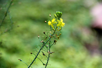 Sticker - Flowers