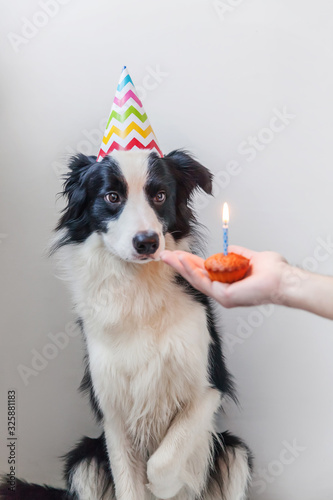 photo Happy Birthday Border Collie Funny funny portrait of cute smilling puppy