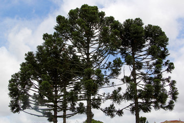 Wall Mural - Trees