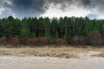 Wall Mural - Sandy beach with pine forest and heavy clouds.