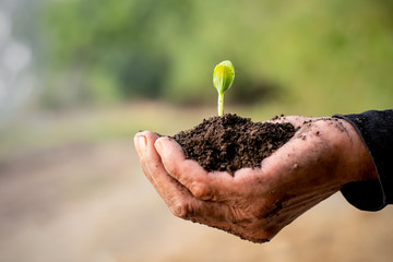 Wall Mural - The seedlings are growing from the soil.