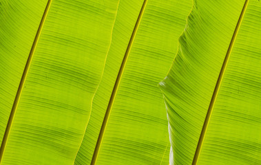 Closeup of banana leaf texture abstract background