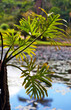 Leaves of the lacy tree philodendron leaning over the waters