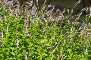 Wall Mural - Mentha piperita or peppermint or hybrid mint green plant with purple flowers in garden