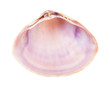 empty pink violet shell of clam isolated on white