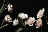 Beautiful pink peony tulip flowers on black background. Vintage floral composition.