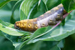 Green worm caterpillars on the stick tree in nature and environment.