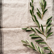 Bouquet Of Fresh Olive Tree Branches On An Old Vintage Gray Napkin Tablecloth Table Background. Natural Product Concept. Top View.