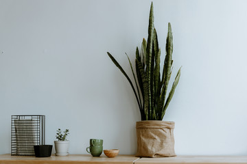 Wall Mural - Potted plant against a gray wall on a wooden table