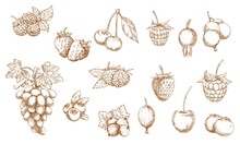 Wild And Garden Berry Isolated Sketches. Vector Strawberry, Raspberry, Cherry And Blueberry, Blackberry, Cranberry, Red And Black Currant, Gooseberry, Bilberry, Grape And Briar Berry Objects
