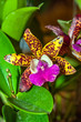 Colorful starfish-shaped orchid. Close-up of glossy golden yellow petals orchid covered with red spots with purple lip, on blurry background.