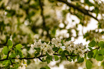 There are many white flowers on the cherry tree. Fluffy delicate petals on thin twigs and green leaves. Spring mood and beautiful nature.