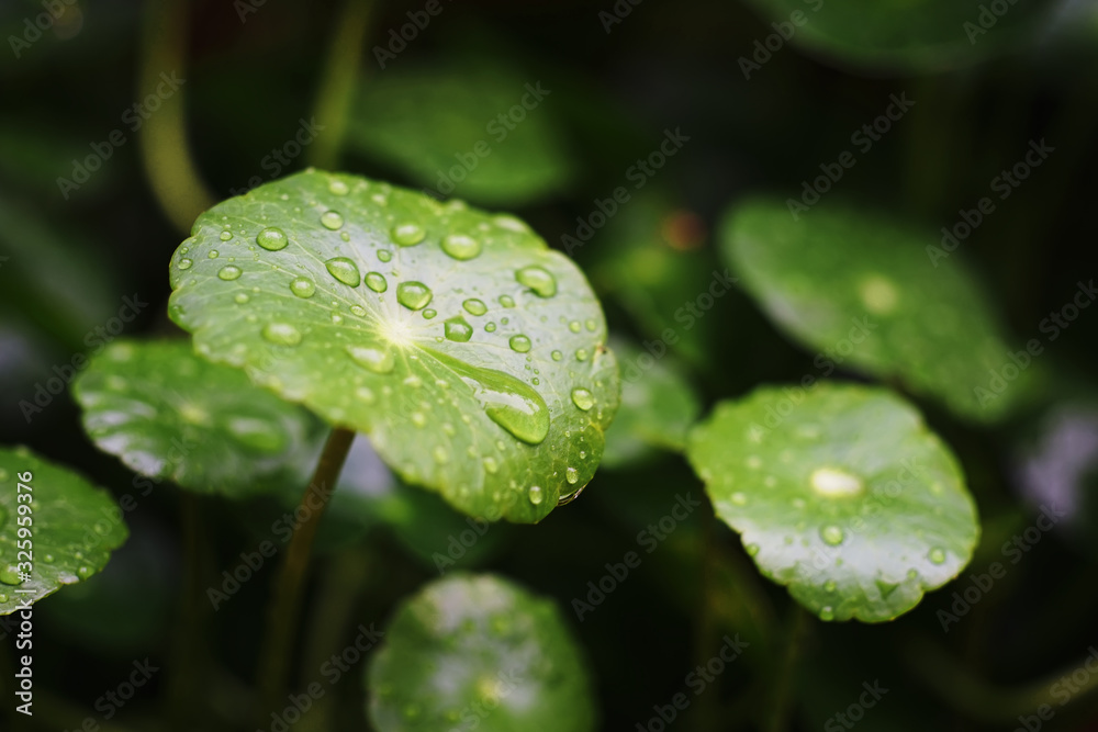Water drop on Centella Asiatica , Pegagan, Indian pennywort or Gotu kola or Asiatic pennywort.This coin-like plant, The leaves can be eaten raw or cooked. - obrazy, fototapety, plakaty 