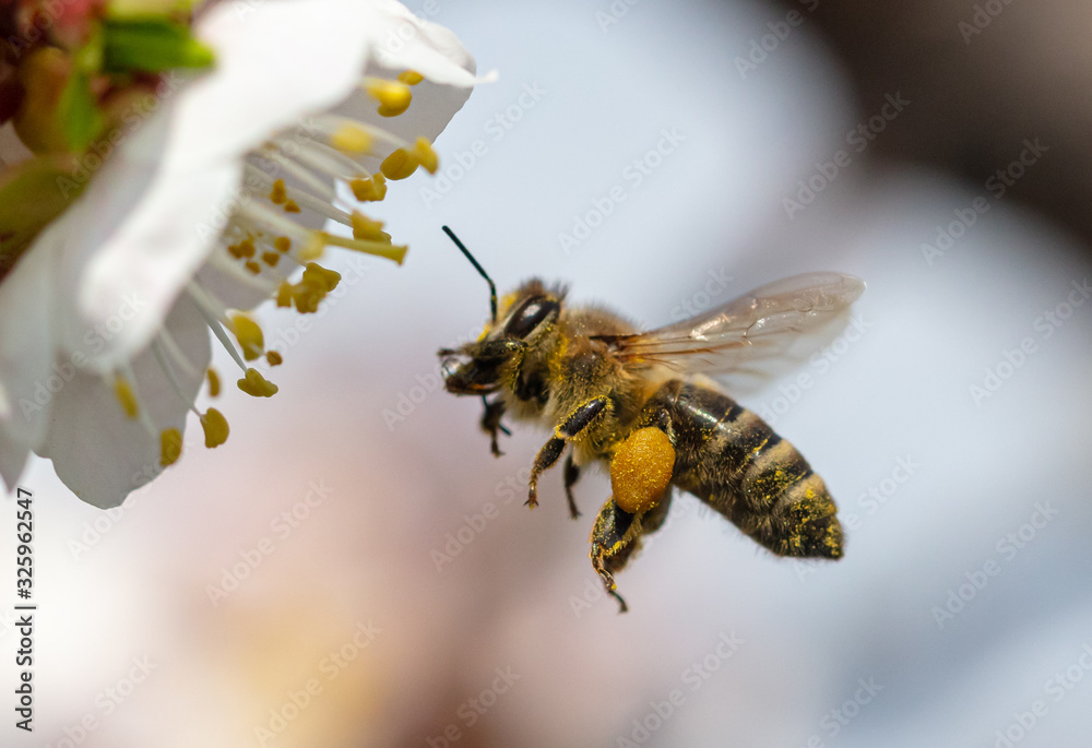 A bee collects honey from a flower - obrazy, fototapety, plakaty 