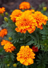 Orange Flower In The Park.