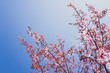 © rockstarpictures - 桜 カンザクラ 青空 日本 横
