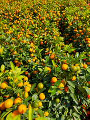 Canvas Print - Ripe tangerines on a tree in the park