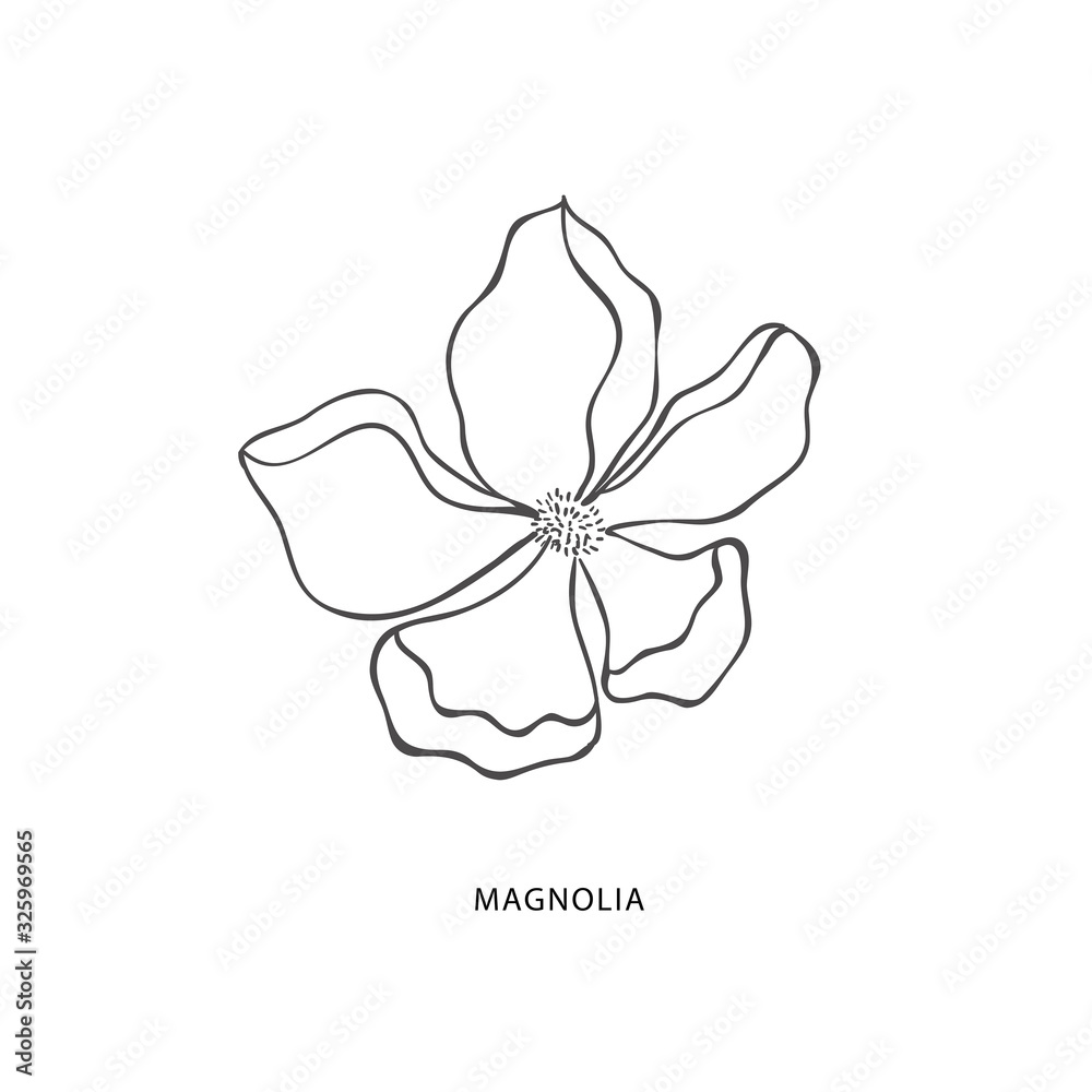 Hand drawn magnolia flower. Botanical design element Stock Vector ...