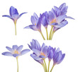 light blue crocus flowers set on white