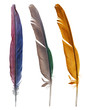 colored three parrot feathers isolated on white