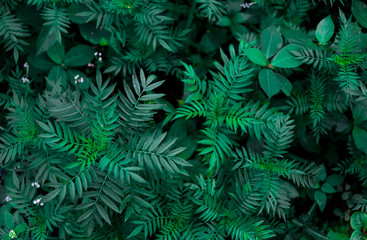  Green leaf background. Dark blue green plant leaves of tropics. Natural, wild greenery.