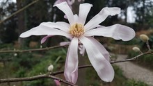 Fleur De Magnolia étoilé