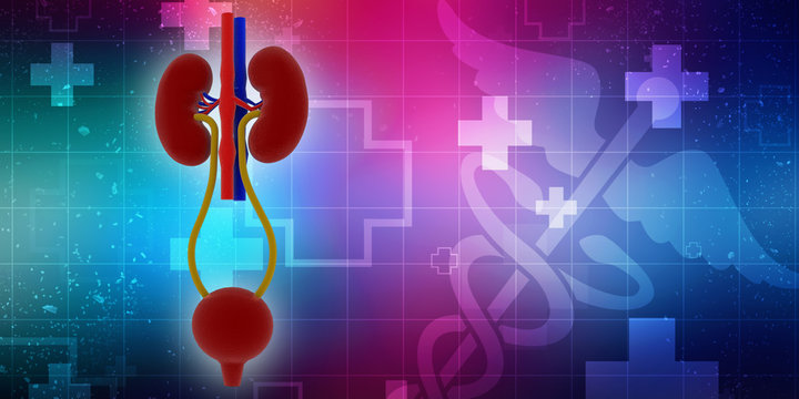 3d rendering human healthy kidneys