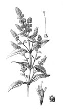 Peppermint, Menthol Plant ( Mentha Piperita) / Antique Engraved Illustration From Brockhaus Konversations - Lexikon 1908