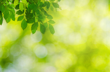 Poster - green leaves bokeh background