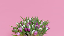 A Large Bouquet Of Colorful Spring Tulip Flowers On A Pink Studio Background. Gift For March 8 Or Birthday.