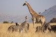 © Darrell - A South African Giraffe cow with her young calf in an open grassland, with red-billed oxpeckers approaching and surrounded by a herd of zebras, in the South African Bushveld.