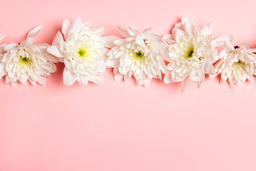 Poster - Flowers of chrysanthemum on a pink background.