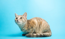 Gray Tabby Cat On A Blue Background Looks Up. Animal Portrait. Pet. Place For Text. Copy Space.