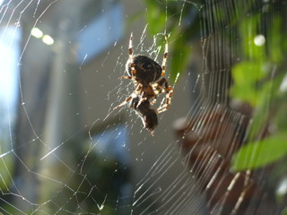 eating spider