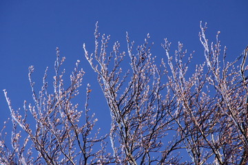 Tree tops covered by ice with blue sky in background