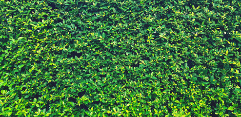 Wall Mural - Green leaves pattern wall for background in garden park. Natural wallpaper, Beauty of Nature and Detail of natural concept