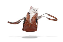 White British Kitten In A Brown Leather Female Handbag Flies In The Air, Isolated On White Background.