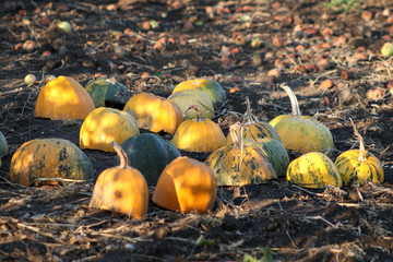 different varieties of squashes and pumpkins in the garden. colorful autumn vegetables
